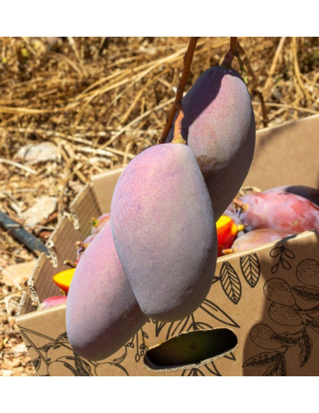 Mangos colgando del arbol