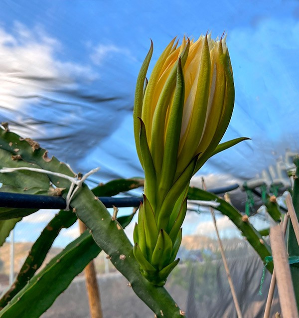 Acquista Pitahaya Online | Gusto Esotico Direttamente a Casa Tua