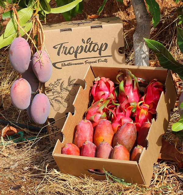 Pitaya e Mango Tropitop