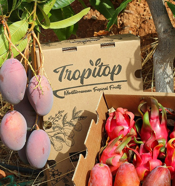 Pitaya e Mango Tropitop