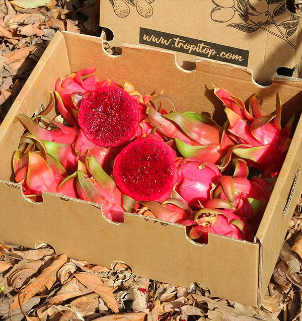 Comprar Pitahayas Online | Fruta del dragón fresca y llena de sabor