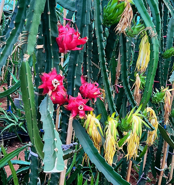 Comprar Pitahayas Online | Fruta del dragón fresca y llena de sabor