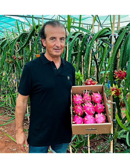 Comprar Pitahayas Online | Fruta del dragón fresca y llena de sabor