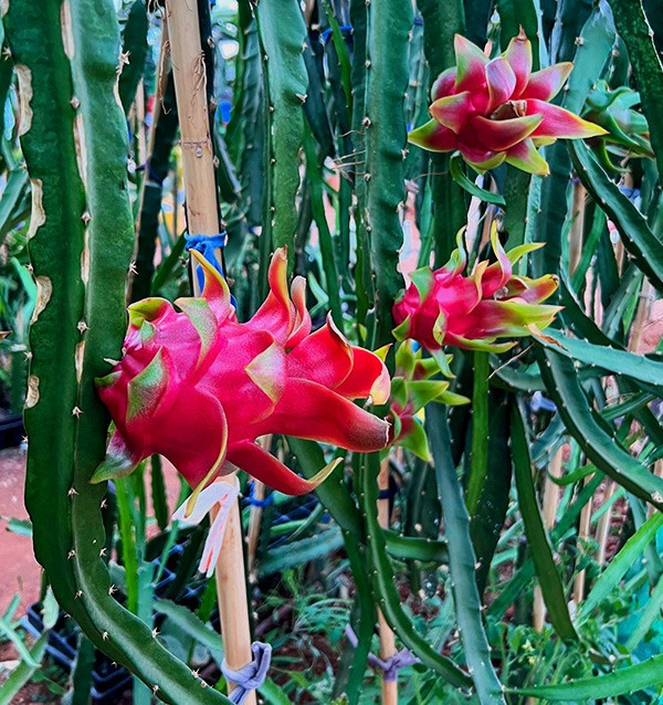 Acquista Pitahaya Online | Gusto Esotico Direttamente a Casa Tua