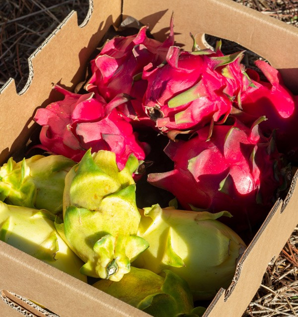 Comprar Pitahayas Online | Fruta del dragón fresca y llena de sabor