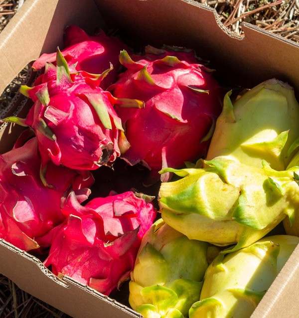 Drachenfrucht Online Kaufen