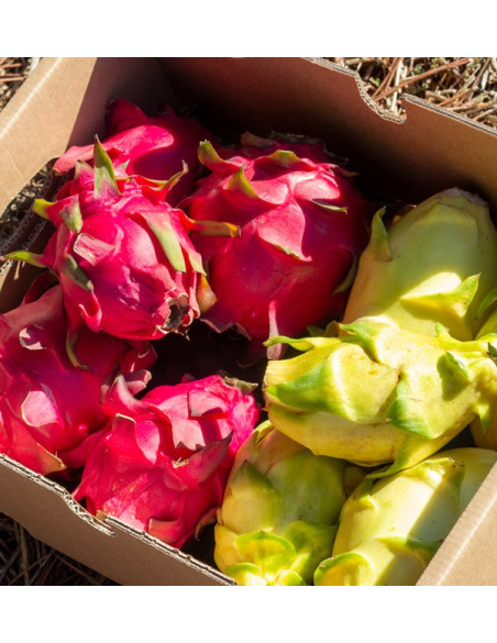 Acquista Pitahaya Online | Gusto Esotico Direttamente a Casa Tua