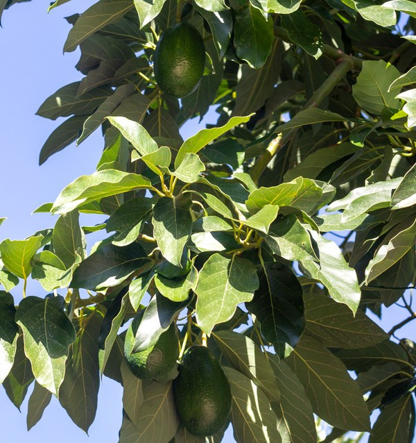 Glattleder Avocados Kaufen | Tropische Früchte Online bei Tropitop