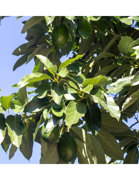 Acheter des Avocats à Peau Lisse | Fruit Tropical En Ligne chez Tropitop