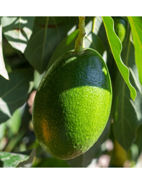 Acheter des Avocats à Peau Lisse | Fruit Tropical En Ligne chez Tropitop