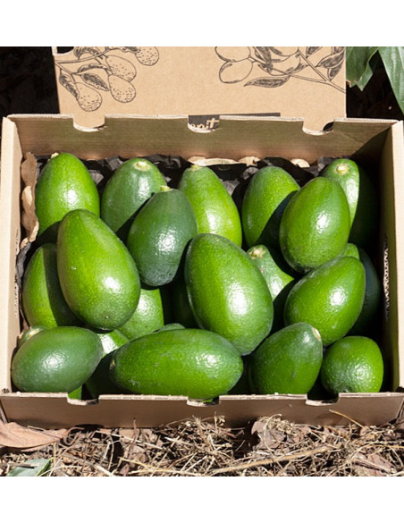 Comprar Aguacates Piel Lisa | Fruta Tropical Online en Tropitop