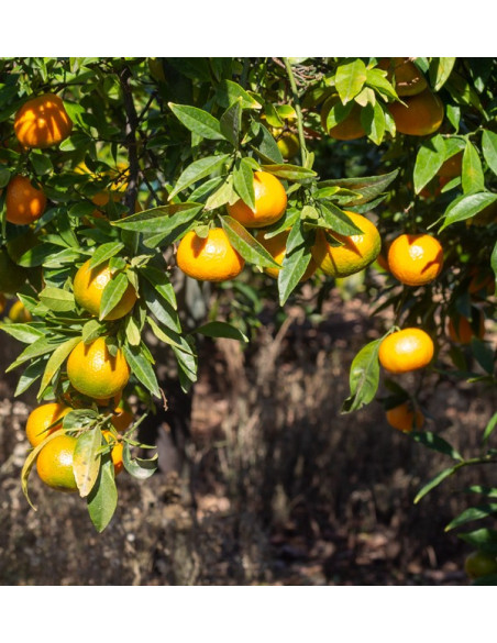 Acquista clementine online | Mandarini al miglior prezzo