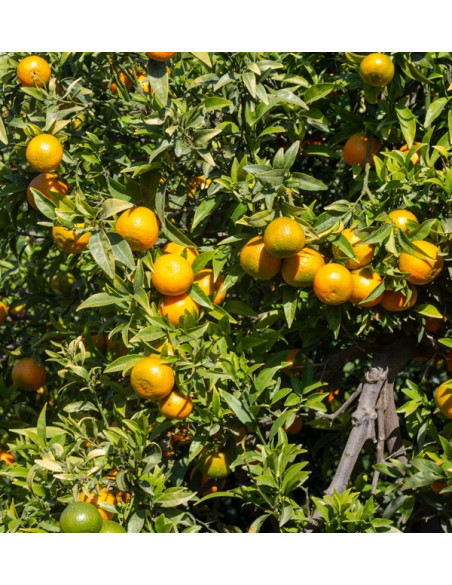 Acquista clementine online | Mandarini al miglior prezzo