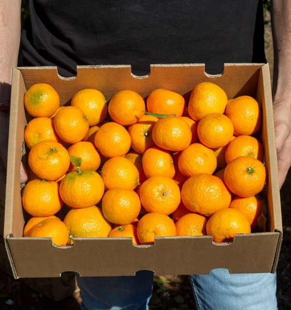 Mandarinas Clementinas  | Comprar mandarinas online ahora