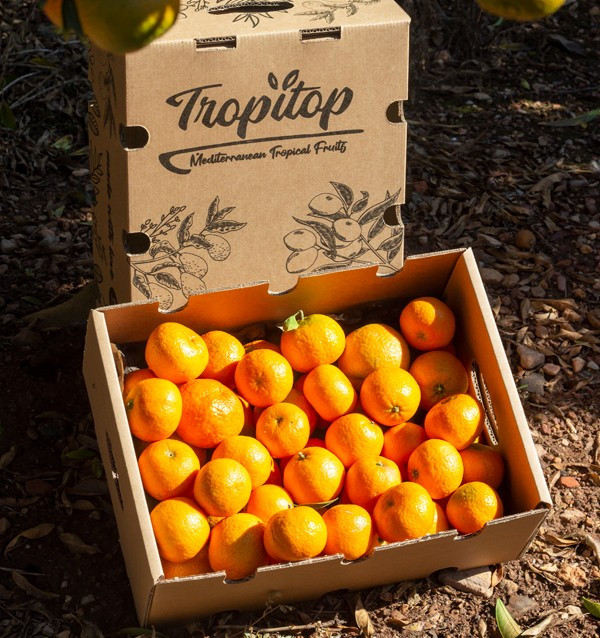 Compre Tangerinas Clementina online