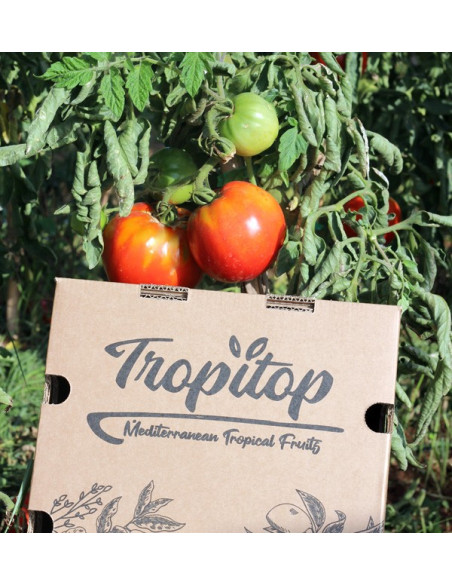 Compra Pomodori Online - Pomodori Freschi Gustosi e di Qualità