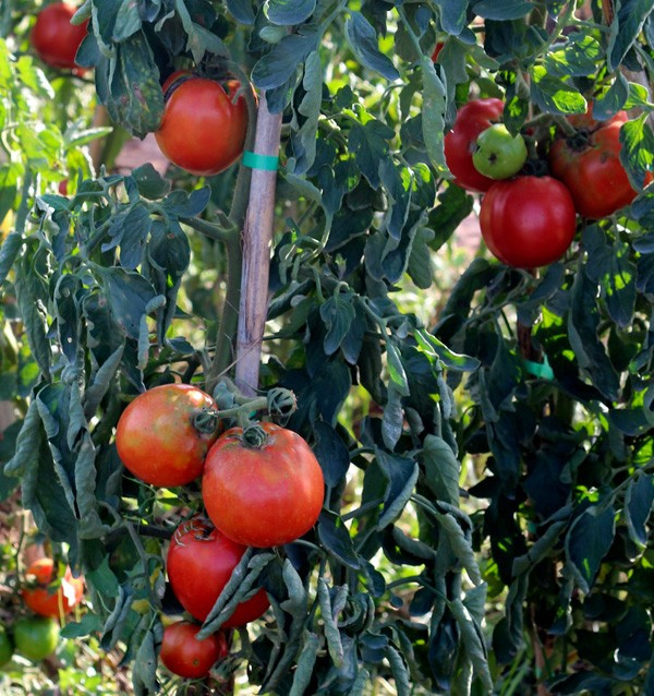 Kaufen Sie Tomaten Online - Schmackhafte und Qualitative Frische Tomaten