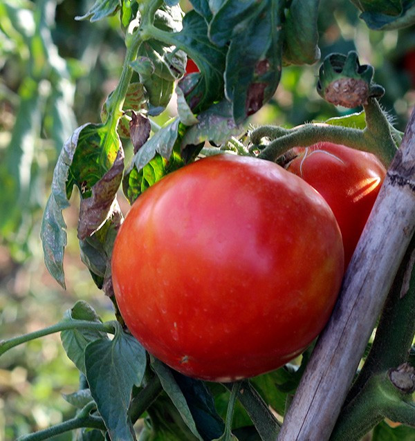 Kaufen Sie Tomaten Online - Schmackhafte und Qualitative Frische Tomaten