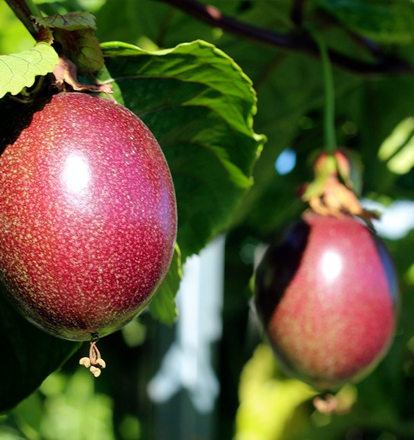 Passionsfrucht online kaufen