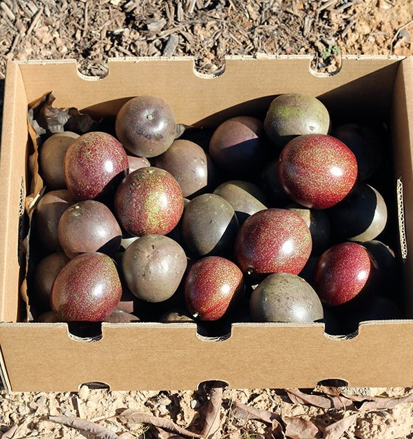 Comprar fruta de la pasión (Maracuyá) online