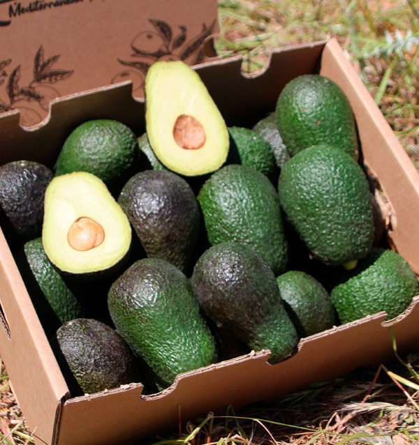 Avocados Online Kaufen | Bestellen aus Spanien - Tropitop 2