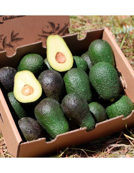 Avocados Online Kaufen | Bestellen aus Spanien - Tropitop