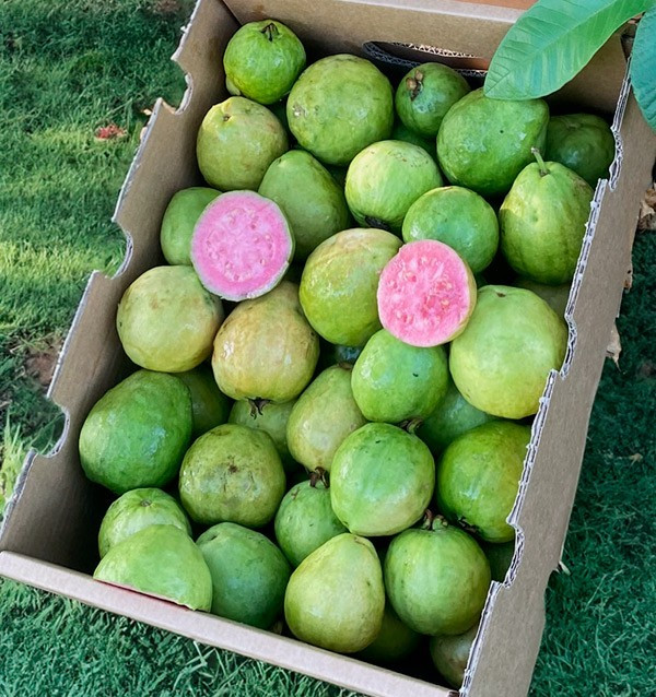 Acquista Guava Fresca Online | Guava dalla Spagna