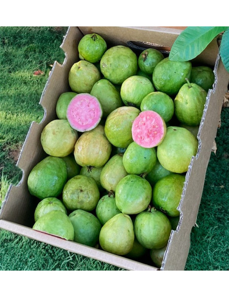 Comprar Goiaba Fresca Online | Goiaba da Espanha