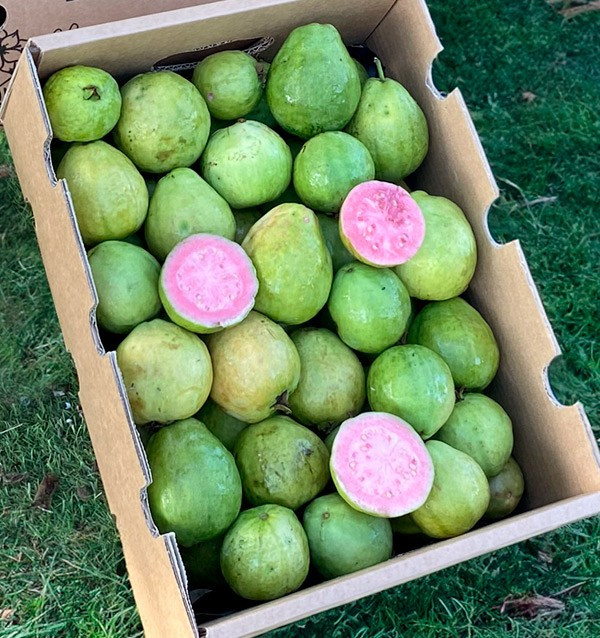 Acquista Guava Fresca Online | Guava dalla Spagna