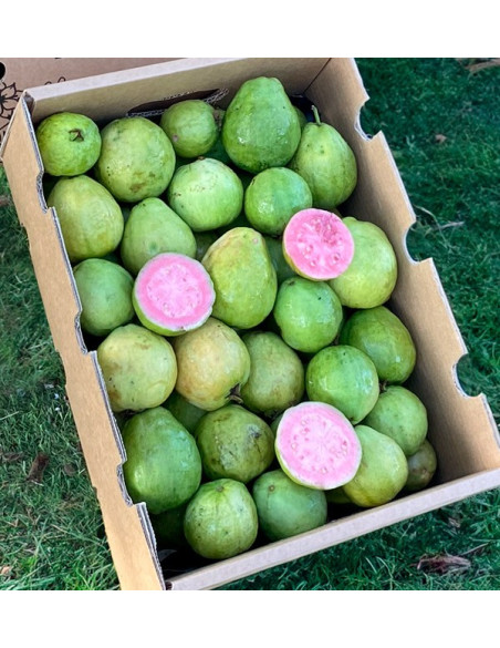 Comprar Goiaba Fresca Online | Goiaba da Espanha