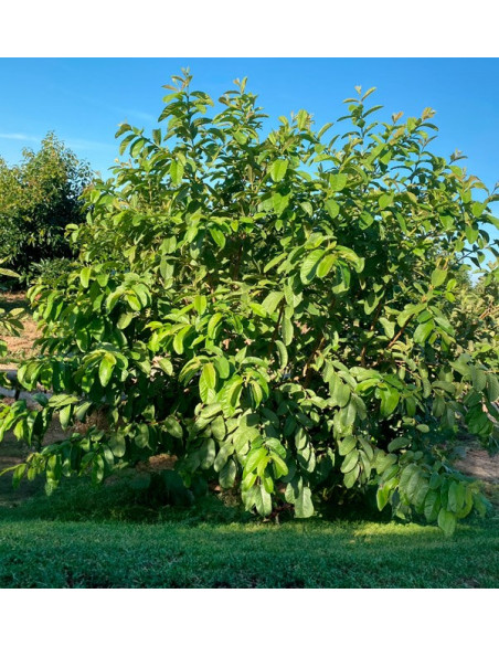 Frische Guave Online Kaufen | Guave aus Spanien