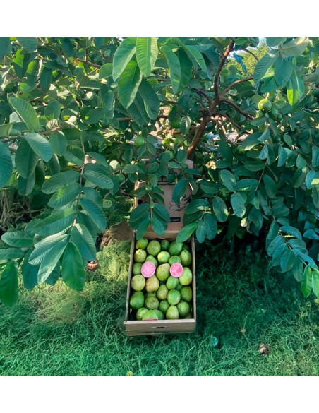 Acquista Guava Fresca Online | Guava dalla Spagna