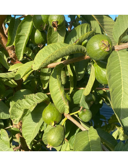 Acquista Guava Fresca Online | Guava dalla Spagna