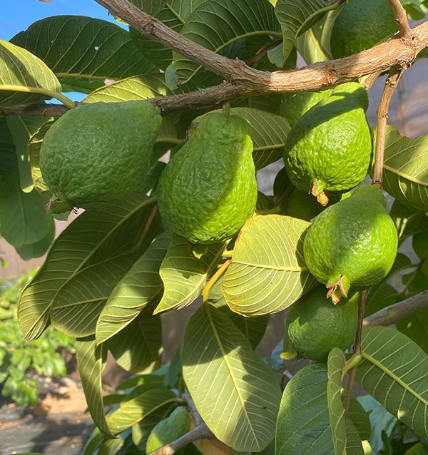 Acquista Guava Fresca Online | Guava dalla Spagna