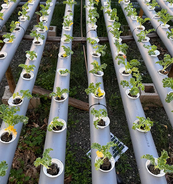 Acheter des Laitues Hydroponiques en Ligne - Laitues vivantes savoureuses et de qualité Tropitop