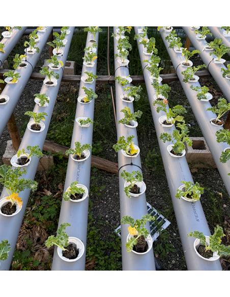 Acheter des Laitues Hydroponiques en Ligne - Laitues vivantes savoureuses et de qualité Tropitop