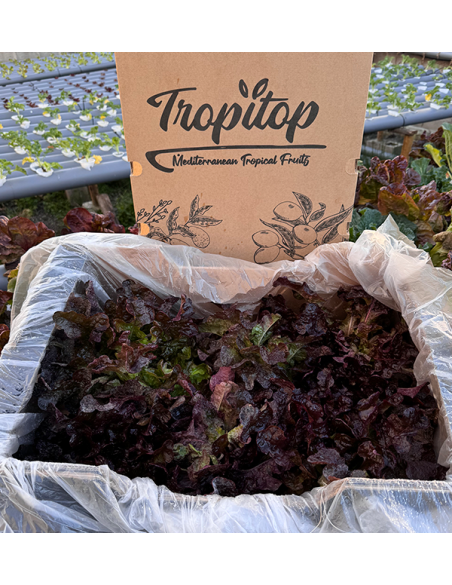 Hydroponischer Salat online kaufen – Frischer, lebender Salat von Tropitop