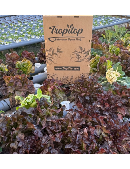 Hydroponischer Salat online kaufen – Frischer, lebender Salat von Tropitop