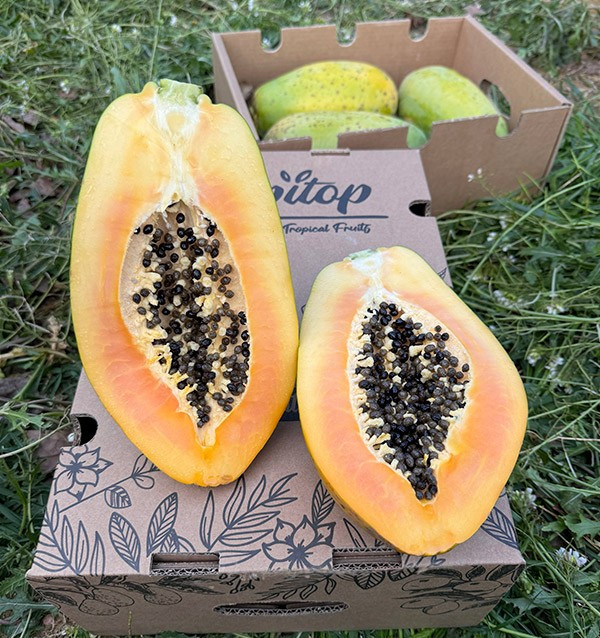 Comprar Papayas Online | Descubre el sabor exótico y los beneficios para la salud