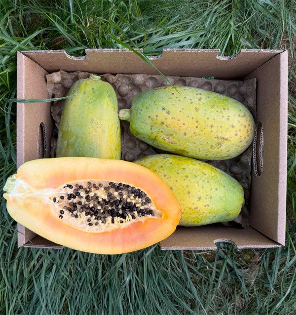 Comprar Papayas Online | Descubre el sabor exótico y los beneficios para la salud 2