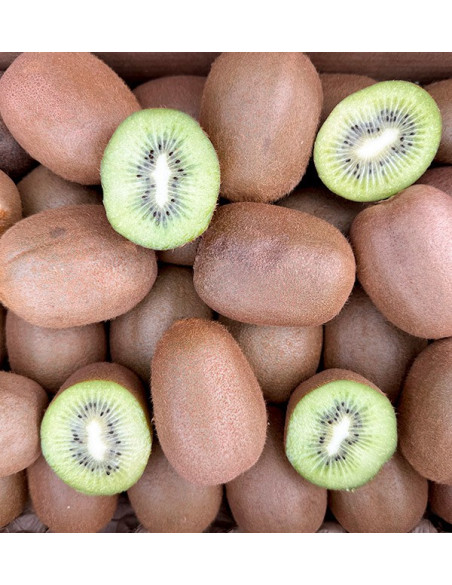 Acheter Kiwi Vert en ligne chez Tropitop
