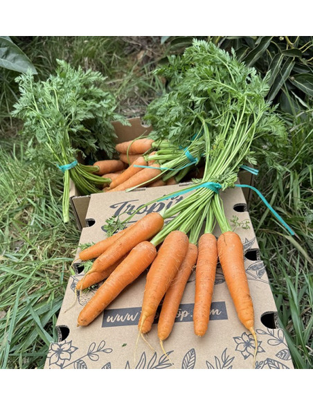 Buy Carrots Online at Tropitop