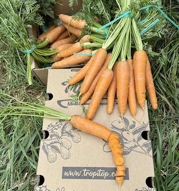 Comprar Zanahorias Online en Tropitop