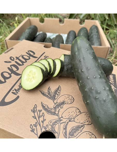 Comprar Pepino Curto Online na Tropitop