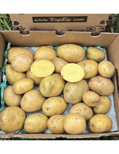 Acheter des Pommes de Terre Blanches Nouvelles en Ligne sur Tropitop