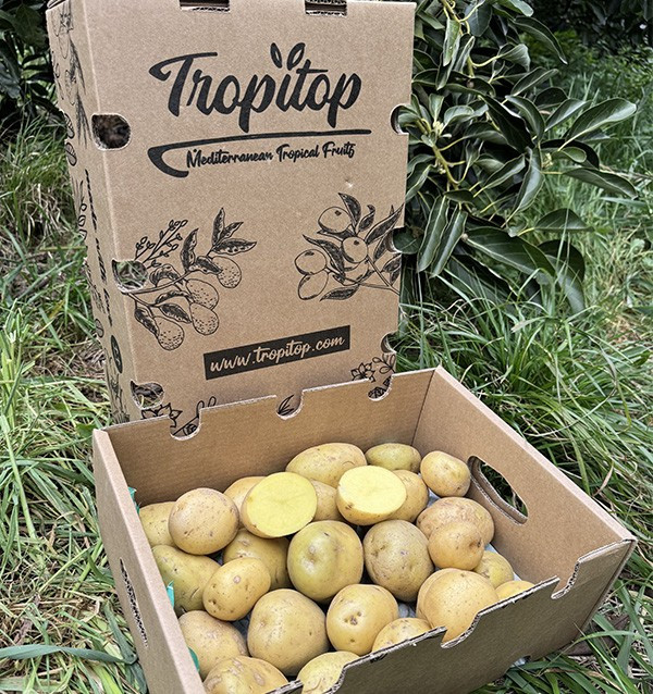 Acheter des Pommes de Terre Blanches Nouvelles en Ligne sur Tropitop