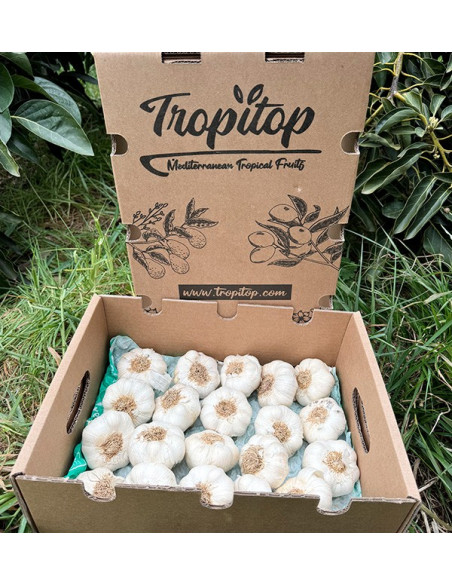 Buy White Garlic Online at Tropitop