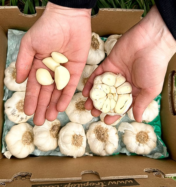 Acheter de l'Ail Blanc en ligne sur Tropitop