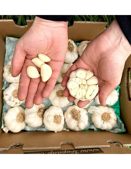 Buy White Garlic Online at Tropitop