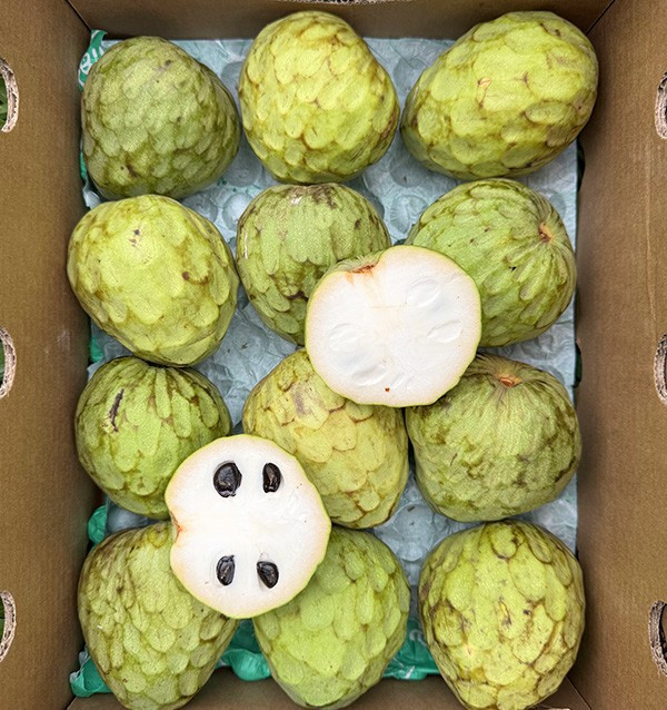 Buy Cherimoya Online at Tropitop